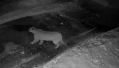 Mountain lion prowls near Woodfords homes, residents urged to stay alert | Local News