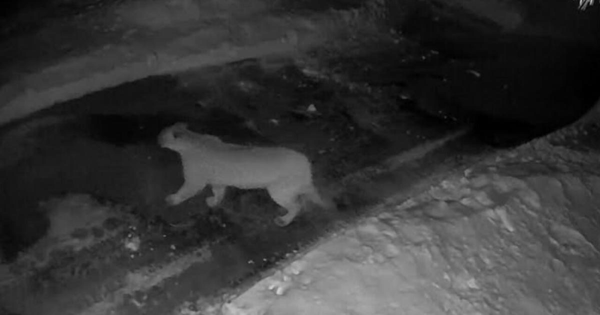 Mountain lion prowls near Woodfords homes, residents urged to stay alert | Local News