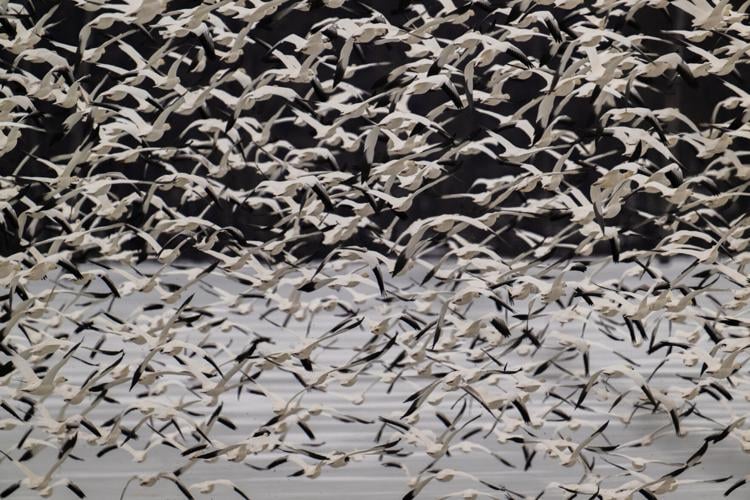 Snow geese in flight at Middle Creek Wildlife Management Area on Wednesday, Feb. 25, 2026. After an estimated three week delay due to cold temperatures, 60,000 geese arrived on the reservoir this week.