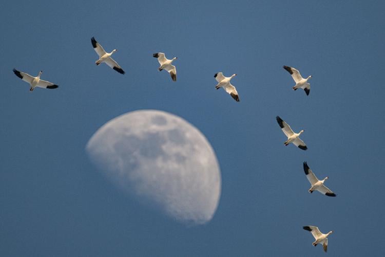 Snow geese arrive from the fields as dusk falls at Middle Creek Wildlife Management Area on Wednesday, Feb. 25, 2026. After an estimated three week delay due to cold temperatures, 60,000 geese arrived on the reservoir this week.