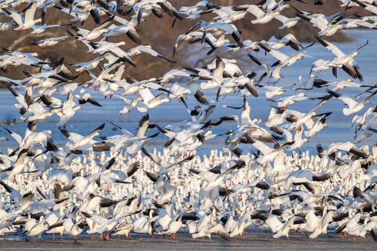Snow geese begin a mass blastoff after bald eagles fly nearby on Wednesday, Feb. 25, 2026. After an estimated three week delay due to cold temperatures, 60,000 geese arrived on the reservoir this week.
