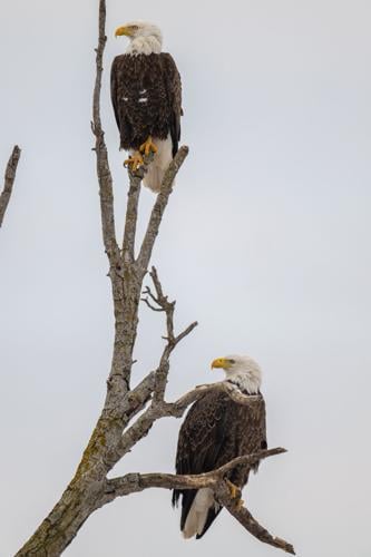 A pair of American Bald Eagles watch flocks of snow geese flying to Middle Creek Wildlife Management Area on Feb. 25, 2026. The arrival of the eagles caused a mass blastoff of snow geese from the lake.
