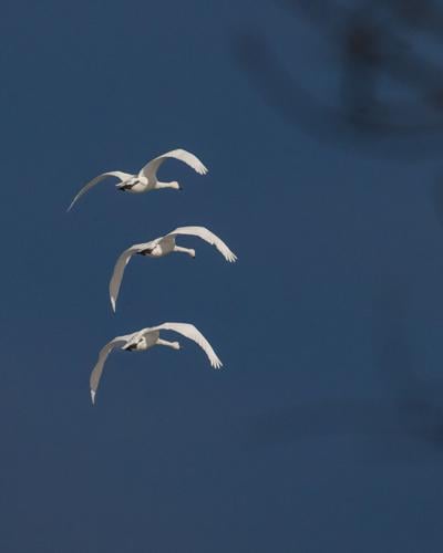 Tundra Swans arrive at the reservoir at Middle Creek Wildlife Management Area on Wednesday, Feb. 25, 2026. According to the Middle Creek Website, 550 Tundra Swans had migrated to the lake as of 2/24/26.
