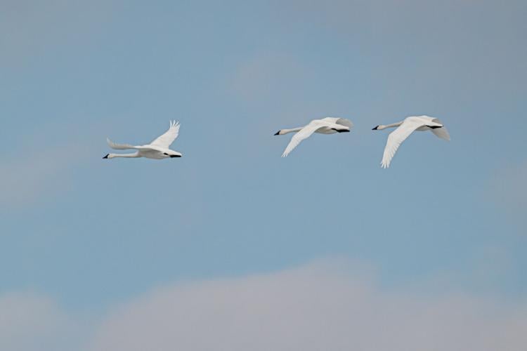 Tundra Swans arrive at the reservoir at Middle Creek Wildlife Management Area on Wednesday, Feb. 25, 2026. According to the Middle Creek Website, 550 Tundra Swans had migrated to the lake as of 2/24/26.