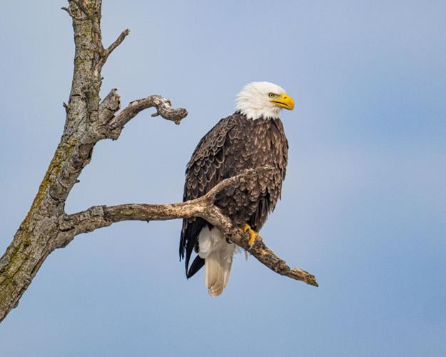 An American Bald Eagle perched on a tree at Middle Creek Wildlife Management Area on Feb. 25, 2026. The arrival of the eagle caused a mass blastoff of snow geese from the lake.