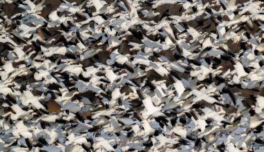 Snow geese numbers dip Friday at Middle Creek Wildlife Management Area | Local News