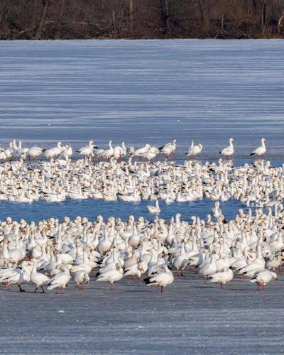 Despite recent warmer temperatures, the majority of the Middle Creek Wildlife Management Area reservoir remains frozen as of Wednesday, Feb. 25, 2026. After an estimated three week delay due to cold temperatures, 60,000 geese arrived on the reservoir th...