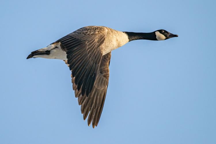 A Canda Goose arrives at the Middle Creek Wildlife Management Area on Wednesday, Feb. 25, 2026. According to the Middle Creek Website, 50 Canada Geese had migrated to the lake as of 2/24/26.