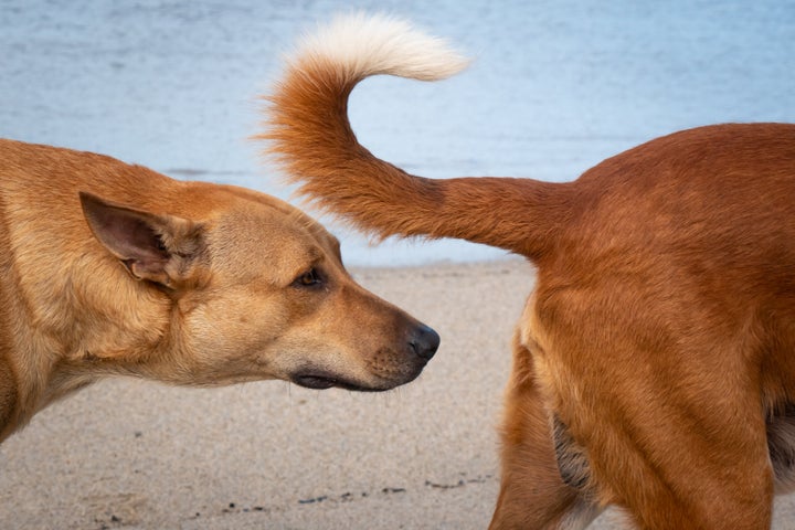 A pup sniffing another dog’s rear end, which presumably, includes a real butthole.