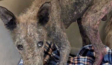 Coyote suffering from mange recovers at Tucson Wildlife Center | Local News