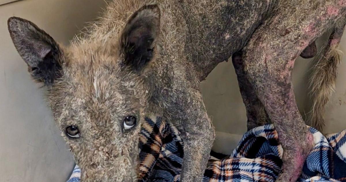 Coyote suffering from mange recovers at Tucson Wildlife Center | Local News