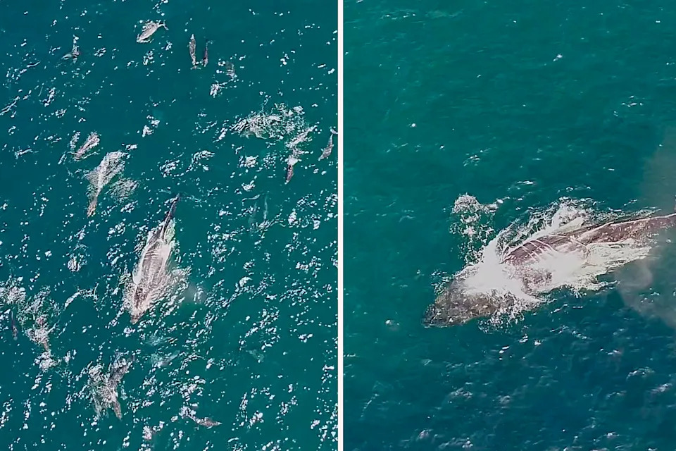 Two images taken with a drone of the whale at Jervis Bay.