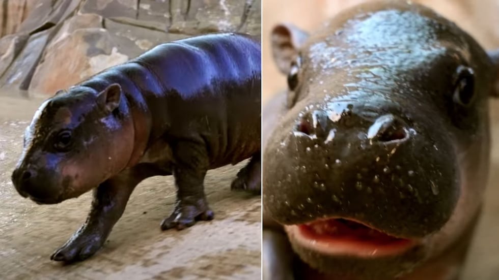 Name choices for the new baby pygmy hippo include Cadbury, Twixi, Jellybean and Taffy.