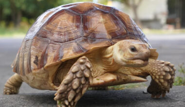 Speedy Tortoise Races to Safety After Her Enclosure Catches on Fire