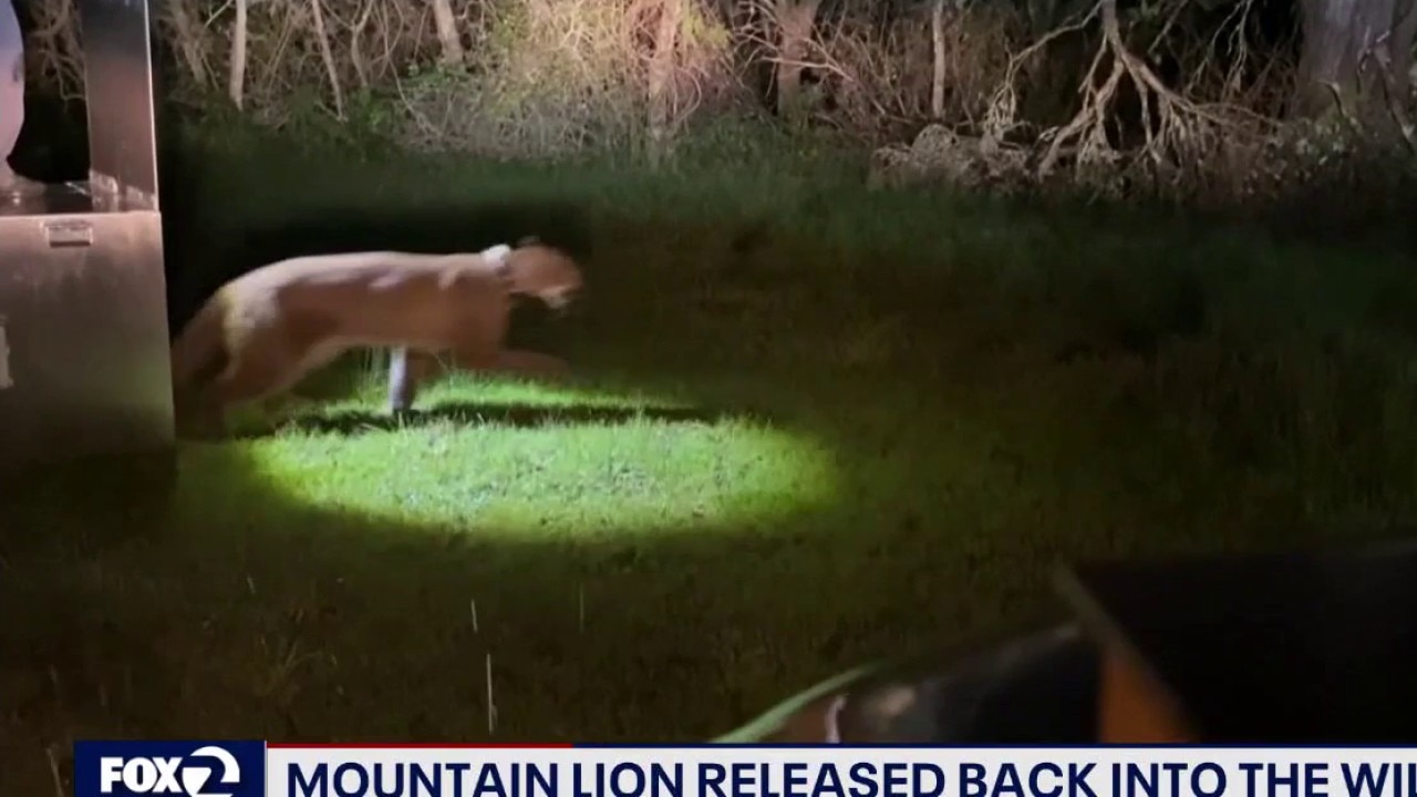 Mountain lion released to Santa Cruz mountains