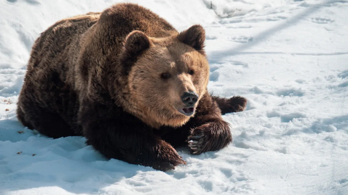 Confused Bear Looking for Her Snow-Covered Pond Is Cracking Us All Up