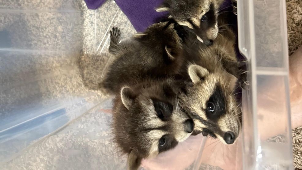 If you see an animal that you think may be sick, make sure not to approach it or touch it. Instead, call animal control or a local wildlife rehabilitation center. (Bessie Hollar)