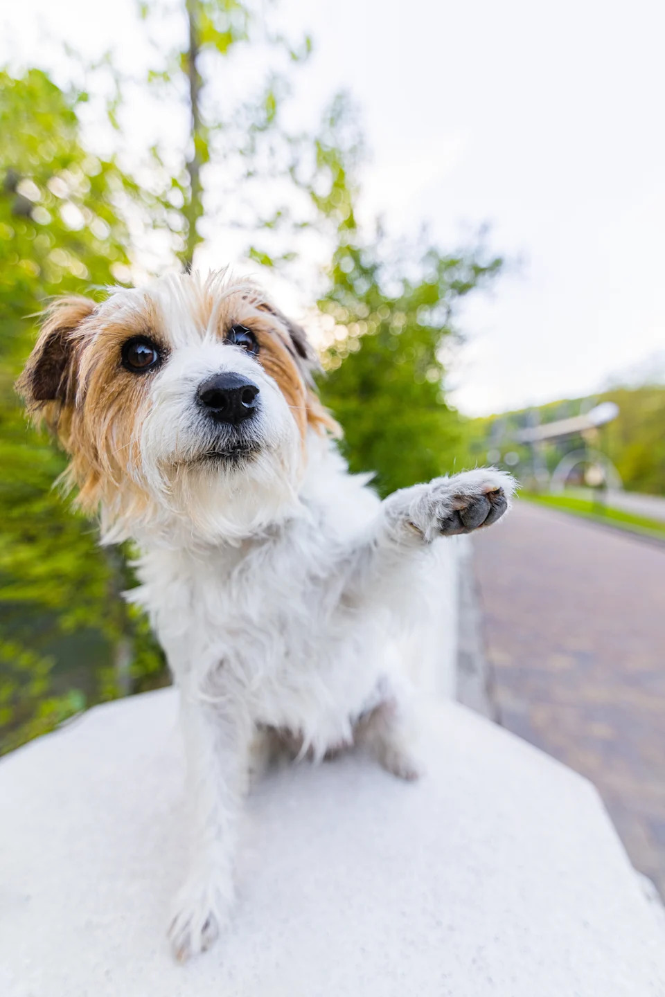 A small, fluffy dog with one paw raised, standing on a stone ledge in a park setting