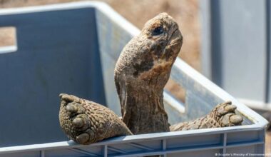Giant tortoises reintroduced to a Galapagos island
