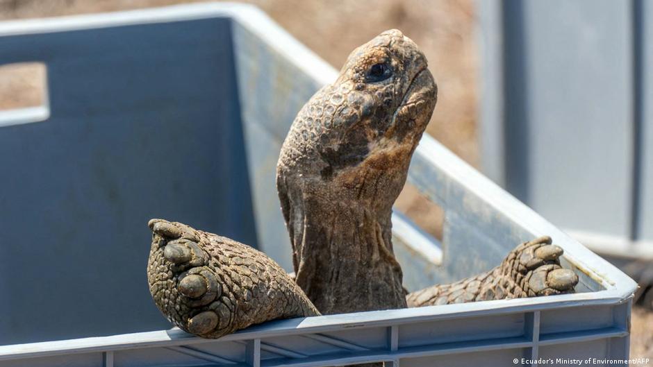 Giant tortoises reintroduced to a Galapagos island