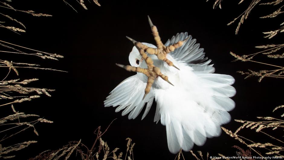 Imperiled beauty: The best nature photos of 2026 - dw.com