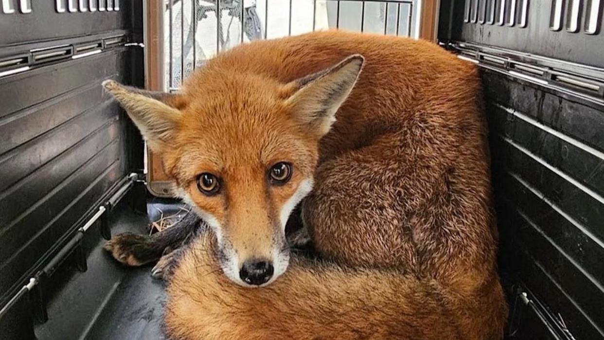 A healthy-looking red fox with thick, groomed fur curled up inside a black plastic animal transport carrier. The fox is looking directly at the camera with wide, amber eyes, its bushy tail wrapped around its body.