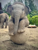 Undated photo of Asian elephant calf Tula-Tu playing with a ball in Elephant Lands of the Oregon Zoo in Portland, Ore.