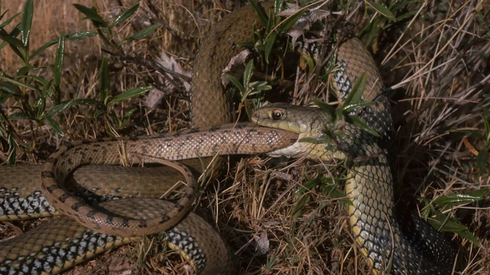  A green and yellow snake to the right of the image swallows a brown patterned snake, with only the smaller brown snake's tail visible poking out of the green snake's mouth. Both snakes are curled in the grass. 