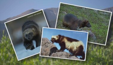 Colorado to reintroduce wolverines, a first for the US
