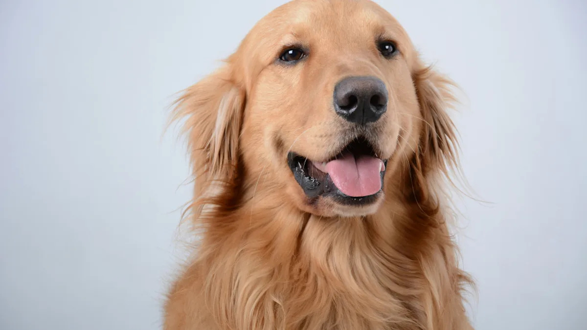 Golden Retriever Is the Ultimate Distinguished Gentleman After Trip to the Groomer