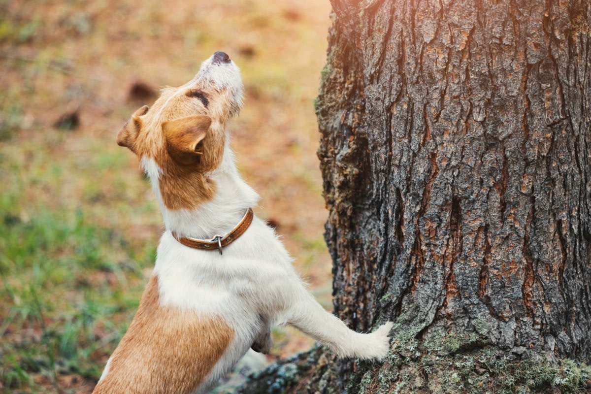 Yahoo lifestyle home