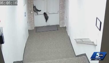 Surveillance video at Hugo nonprofit reveals raccoons as culprits
