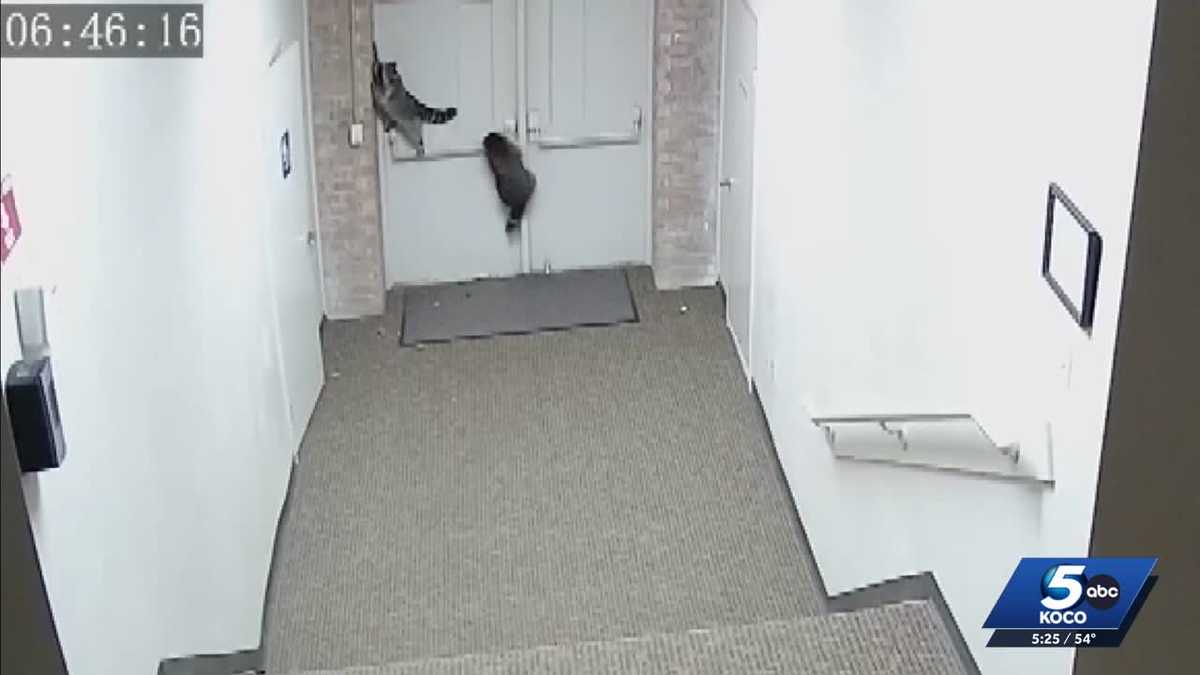 Surveillance video at Hugo nonprofit reveals raccoons as culprits