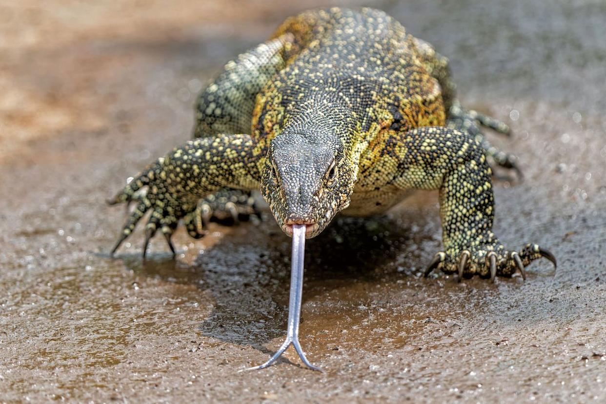 Water Monitor Lizard (Varanus niloticus) or Nile Monitor Lizard searching for food in Hluhluwe National Park in South Africa. Getty
