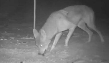 Sanibel leaders debate targeted coyote kill to protect threatened sea turtles