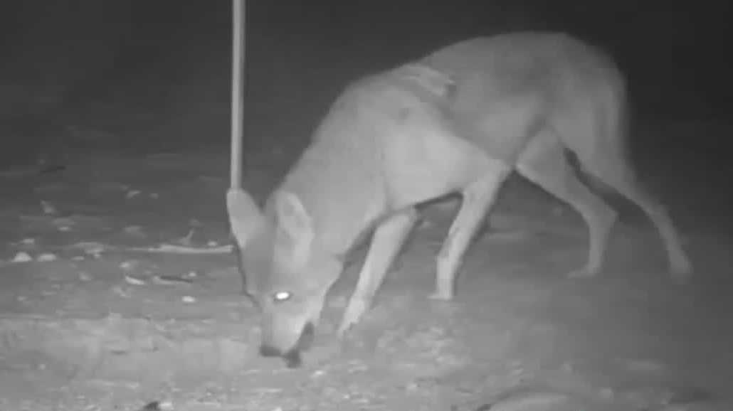 Sanibel leaders debate targeted coyote kill to protect threatened sea turtles