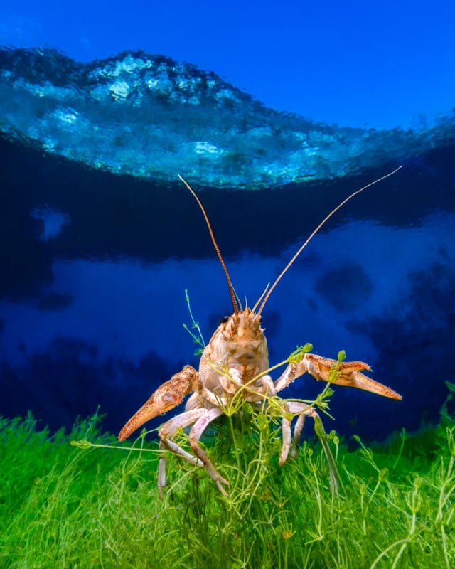A crayfish stands on green underwater plants, its claws raised, with deep blue water and rippling sunlight visible above the surface behind it.