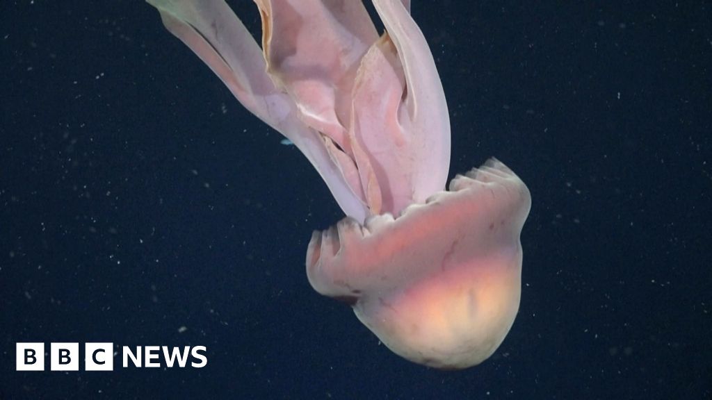 Rare sighting of phantom jellyfish in deep sea off Argentina