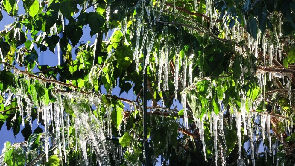 Icicles hang off a freeze-damaged bougainvillea in Maitland, Fla., early Monday, Feb. 2, 2026. (Joe Burbank/Orlando Sentinel via AP)