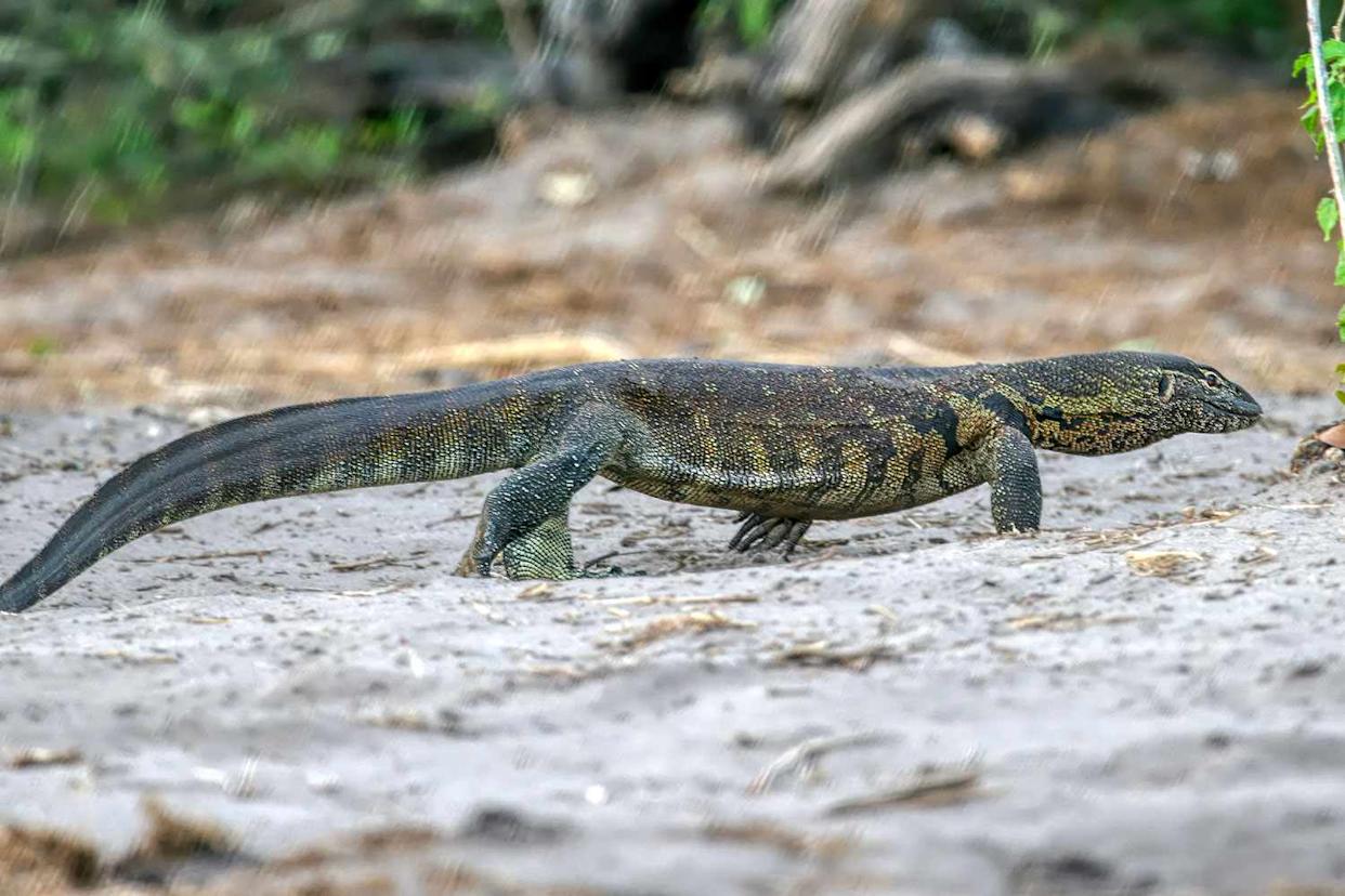 A nile monitor lizard in Botswana Getty
