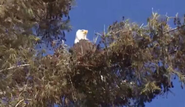 100-Year-Old Redwood Tree Temporarily Saved from Destruction After Bald Eagle Spotted Resting on Its Branches