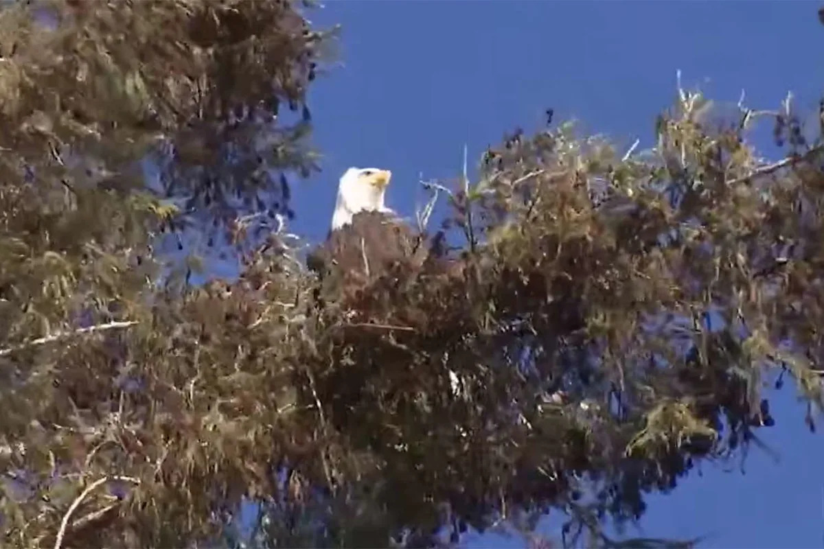 100-Year-Old Redwood Tree Temporarily Saved from Destruction After Bald Eagle Spotted Resting on Its Branches
