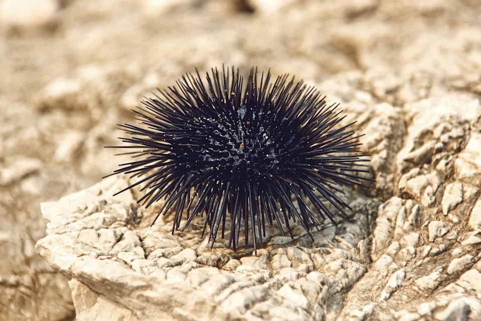 Stock, Sea urchin on a rocky coast. Getty