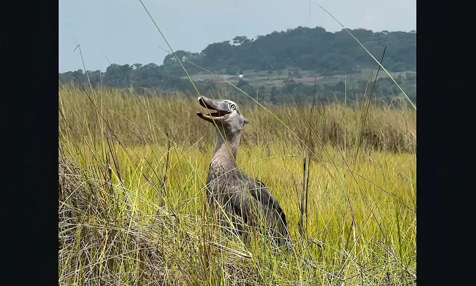 Shoebill attempting to communicate.