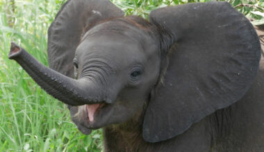 Baby Elephant Waiting for Someone to Pet Him Is So Cute, It’s Heavenly