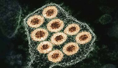 What to know about rabies after Michigan’s first confirmed 2026 case