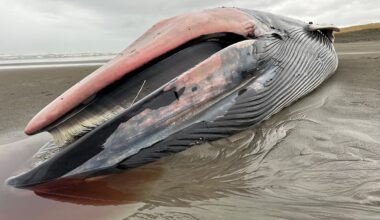Whale that washed ashore on the Oregon coast has been dead for ‘quite some time,’ experts say