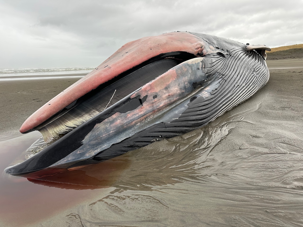 Whale that washed ashore on the Oregon coast has been dead for ‘quite some time,’ experts say