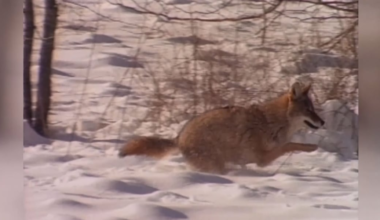 Coyote mating season brings pet safety concerns