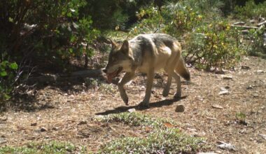 Truckee Police alert community to wolf presence